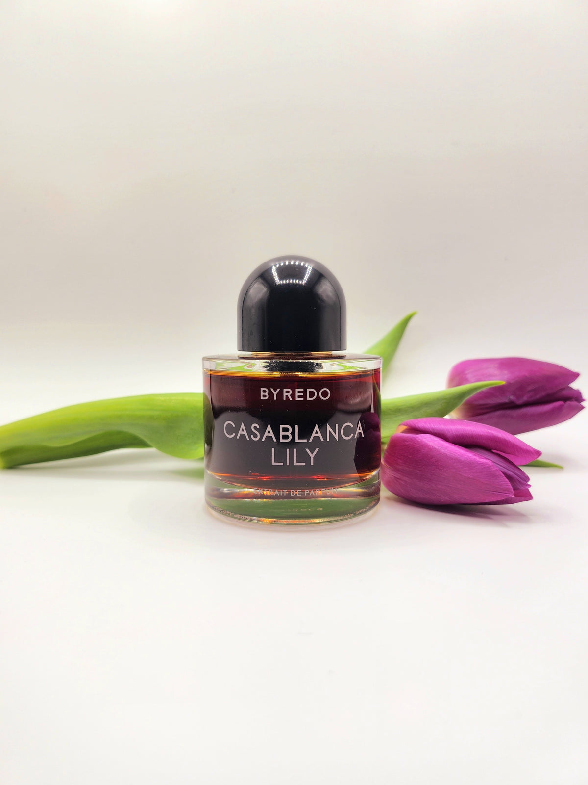 Casablanca Lily