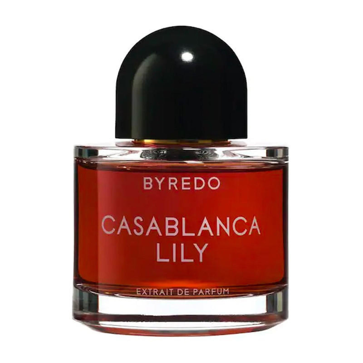 Casablanca Lily